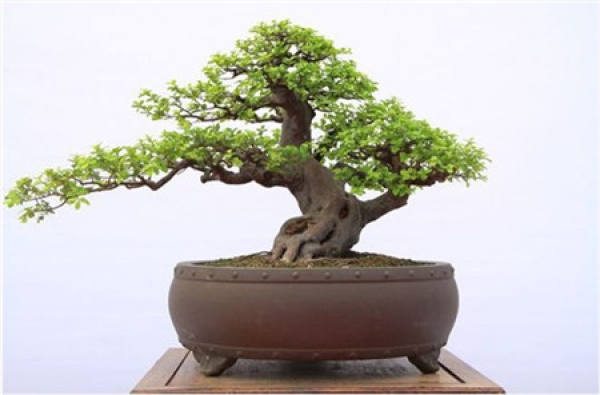 Water should be drained from elm trees in summer
