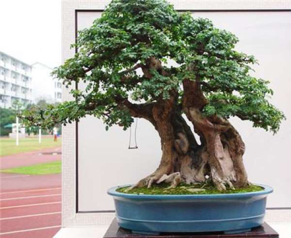 Water should be drained from elm trees in summer