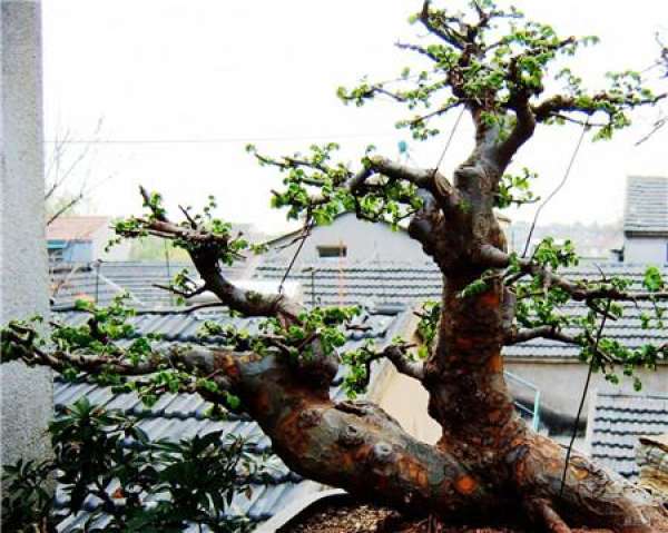 Elms need no pruning in summer.