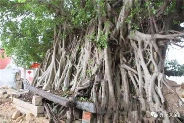Banyan