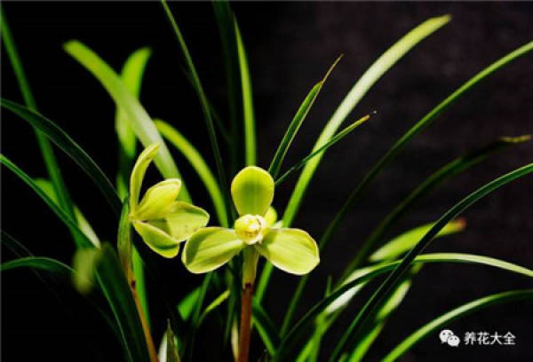 Orchid