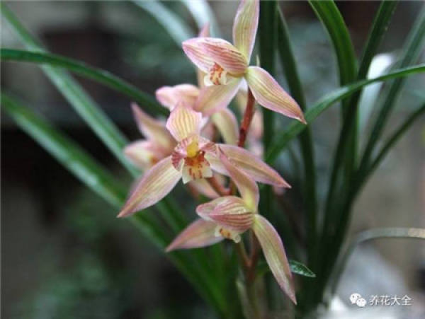 Orchid