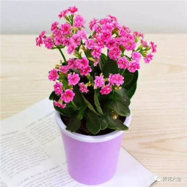 Orchid