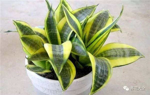 Orchid
