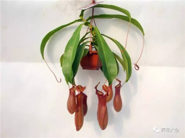 Orchid