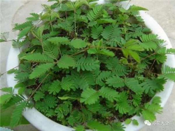 Mimosa pudica