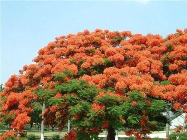 Flame tree