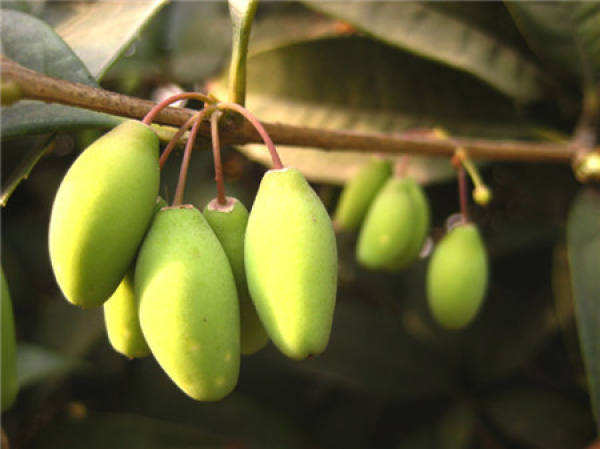 Osmanthus fragrans seed
