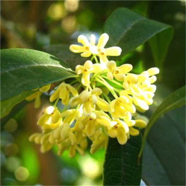 Sweet-scented osmanthus