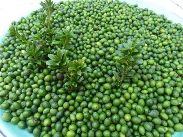 Korean pine seed