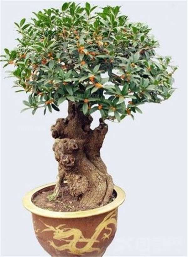 Osmanthus bonsai