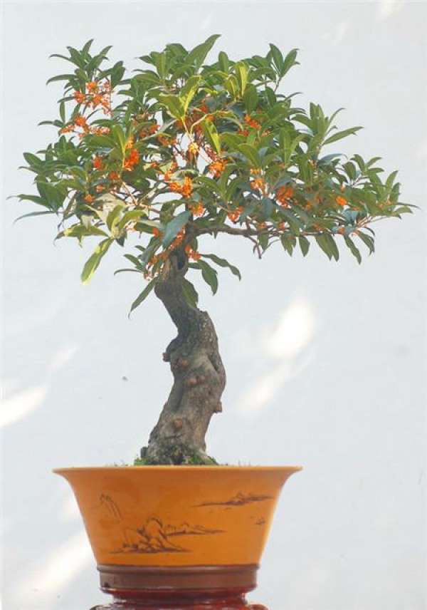 Osmanthus bonsai