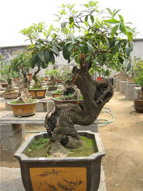 Osmanthus bonsai