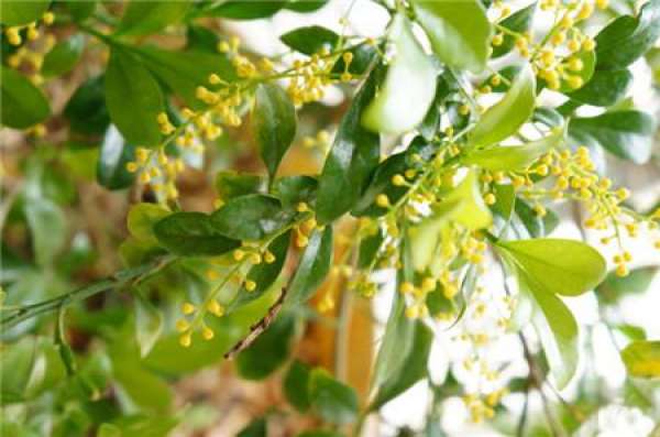 When does the Milan flower bloom? When does the Milan flower bloom?