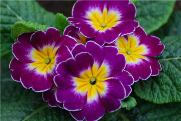 When does the primrose bloom?