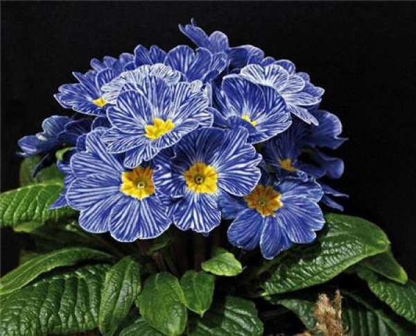 When does the primrose bloom?