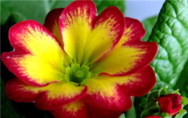 When does the primrose bloom?