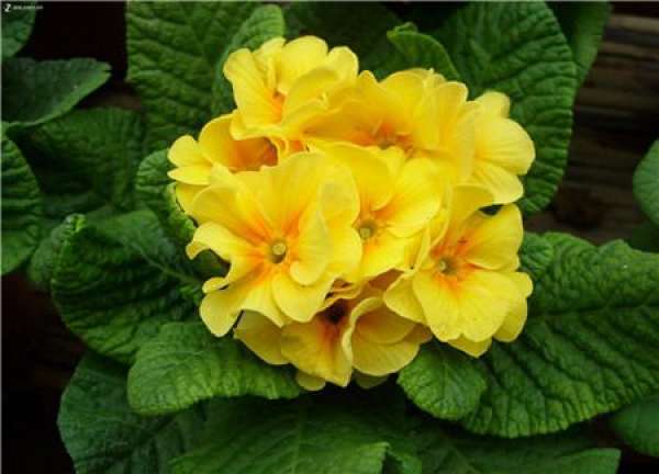 When does the primrose bloom?