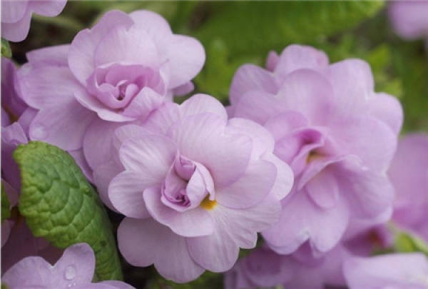 When does the primrose bloom?