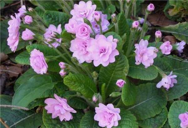 When does the primrose bloom?
