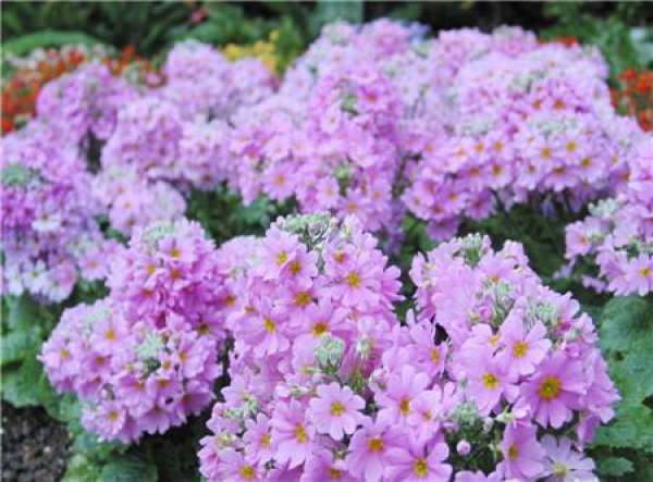 When does the primrose bloom?