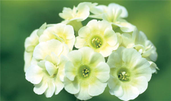 When does the primrose bloom?