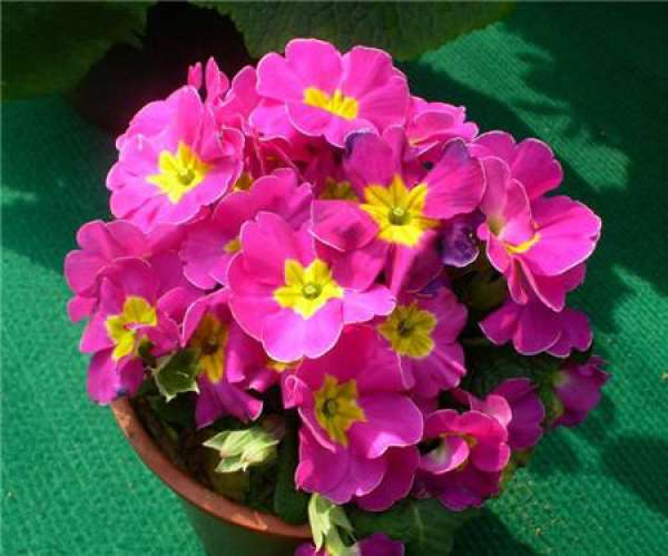 Photo Appreciation of Primula Blossom