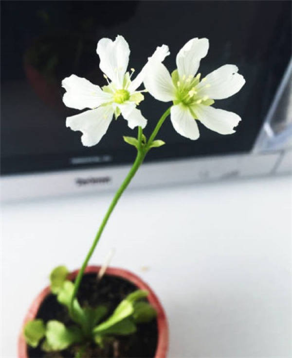 How long can the Venus flytrap flower?