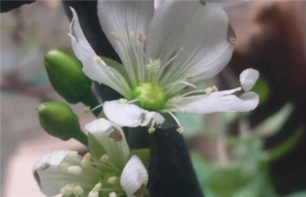 how long can the flytrap bloom