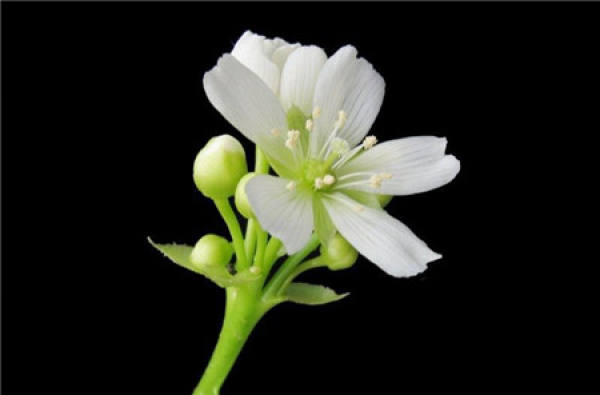 How long can the Venus flytrap flower?