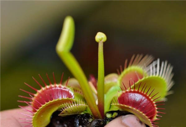 how long can the flytrap bloom