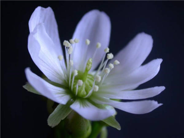 Enjoy the Flowering Picture of Venus Flytrap