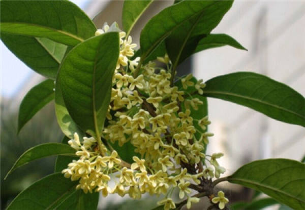 Transplanting time of Cinnamomum japonicum