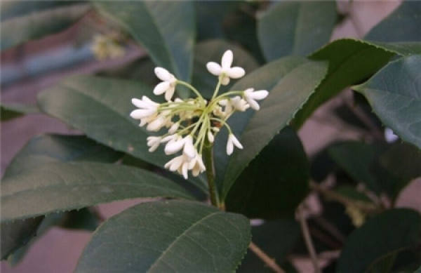 Management after transplanting of Osmanthus fragrans