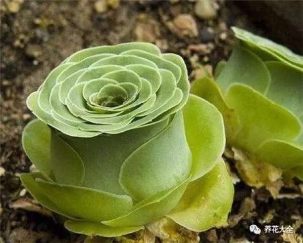 Dew Culture