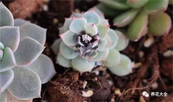 Dew Culture