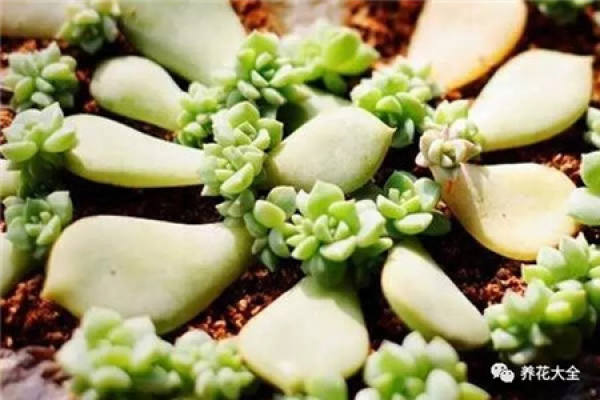 Leaf cutting