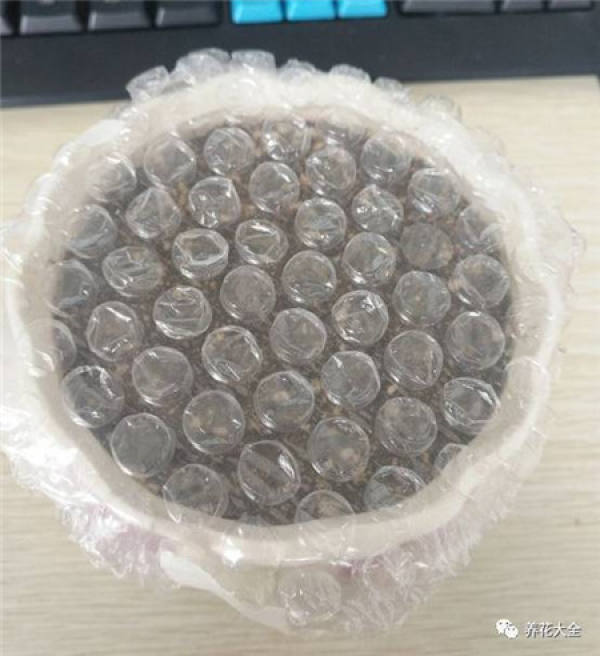 Seed
