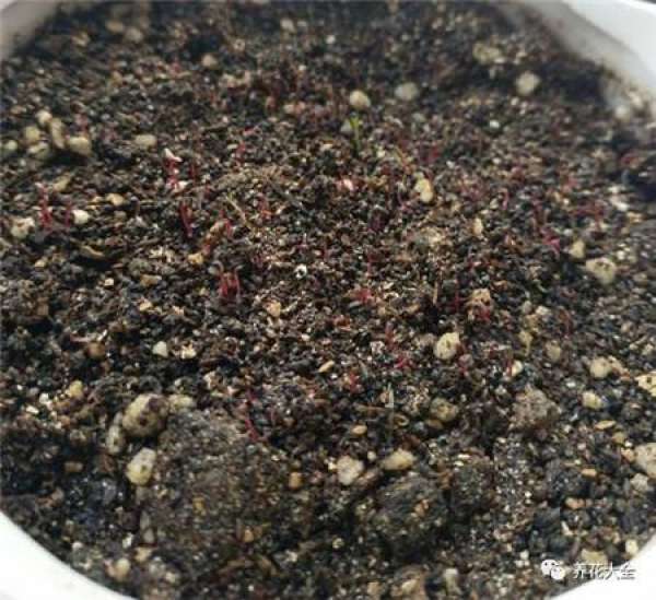 Seed