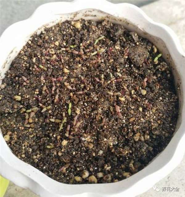 Seed