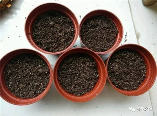 Seed