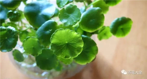 Herba Lysimachiae Christinae