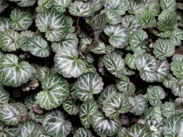 Herba Lysimachiae Christinae
