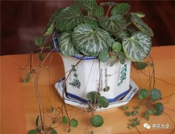 Herba Lysimachiae Christinae
