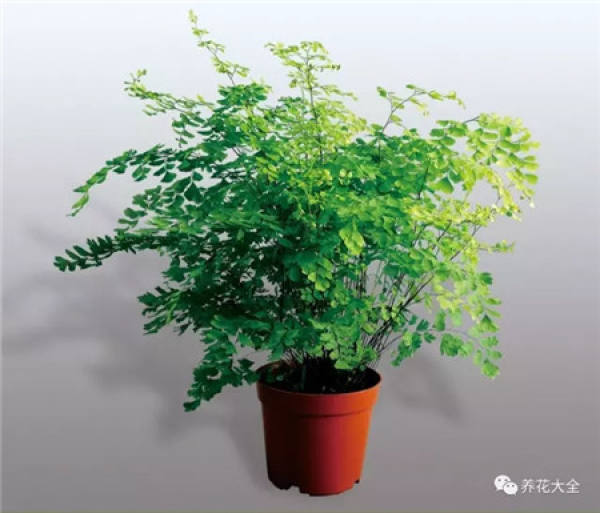 Herba Lysimachiae Christinae