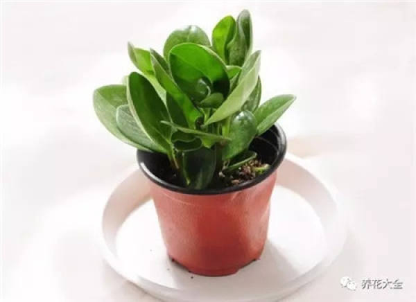 Herba Lysimachiae Christinae
