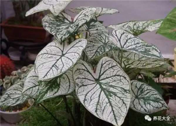Herba Lysimachiae Christinae