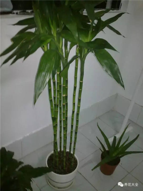 Herba Lysimachiae Christinae
