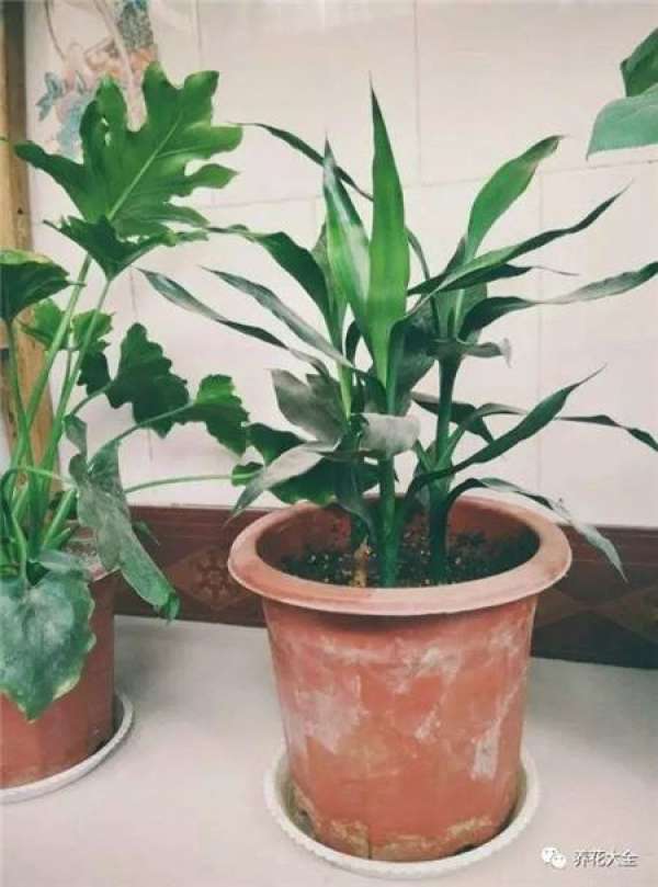 Herba Lysimachiae Christinae