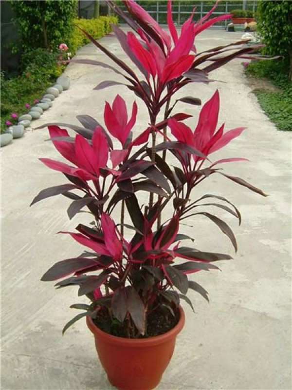 Herba Lysimachiae Christinae